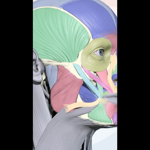 Human Ear Anatomy Full Video Vestibulo Ocular Reflex #ear #biology #medical #anatomy #ViralReel #ReelsTrend #FacebookReels #ReelsOfTheDay #TrendingReels #ReelLife #ReelItIn #ReelsChallenge #MustSeeReels #ReelMagic #ReelsOfFacebook #ReelFun #ExploreReels #ReelHighlights #TopReels | WTF Media