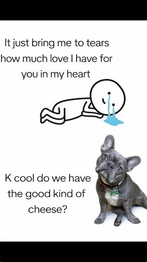 #frenchiesofyoutube #frenchbulldog #frenchie #funnydogvideos #bluski #bestestboy #animals