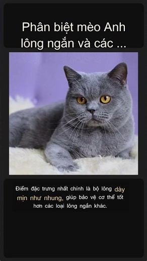 Phân biệt mèo Anh lông ngắn và các giống mèo khác 🐱🇬🇧 #Shorts