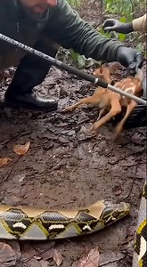 Wildlife Rescuers Free Baby Deer From Python Coils in Early-Morning Forest Rescue