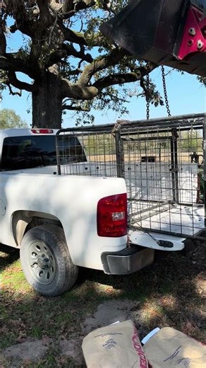 Loading goat cage in truck