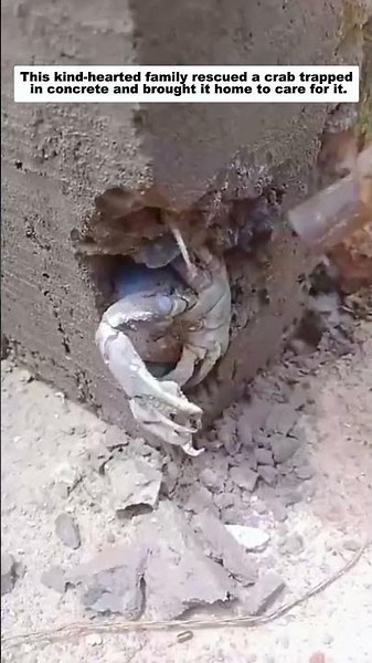 This kind family rescued a crab trapped in concrete and saved its life.