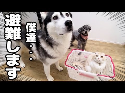 突然の揺れに地震を感じ犬が猫を連れて避難...