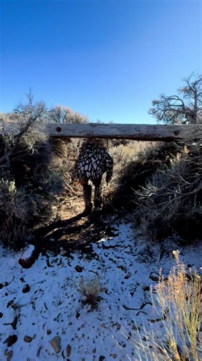 Bison Hunting in Colorado: Archery Techniques