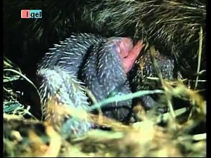 Igel - Tier der Heimat