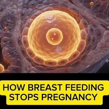 How Breast feeding stops pregnancy #pregnancy