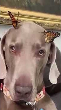 New Crazy Cats & Dogs 😹🐶 Funniest Animal Videos 🤣