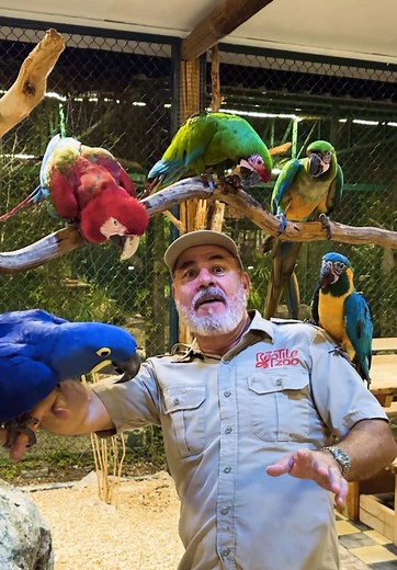 Experience a Day with Beautiful Macaws