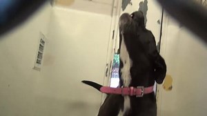 COCO can come across a little intimidating because of the situation she is in... but she has a special angel looking out for her, spending time with her everyday, that believed in her from the minute she met her. She has been working hard to find help for COCO and there has been such an amazing change in her.(check out her sweet howl) She knows she is loved, just look at how sweet she is. Please keep SHARING, she is very special. Thanks! #A4907824 My name is COCO and I'm an approximately 7 year 