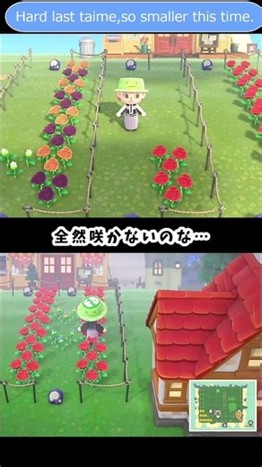 [Animal Crossing] Blue Rose Compact Breeding: One blue rose