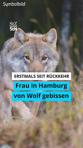 Wolfsbiss in Hamburg: Erster Mensch nach Rückkehr angegriffen