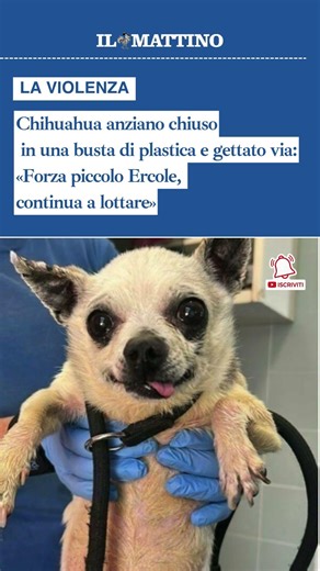 Chihuahua di 15 anni chiuso in una busta di plastica e gettato via: «Forza piccolo Ercole»