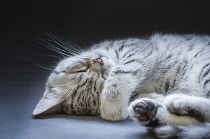 Nom de chat mâle 2015 : idées de noms de chat mâle en L