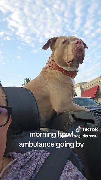 Brutus Howl Compilation: Dog Howling Moments