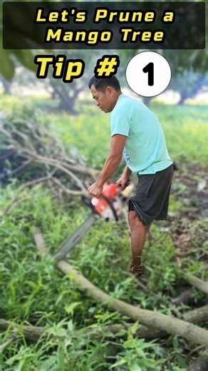 Kailan Dapat Mag Pruning ng Mangga / Best Time to Prune a Mango Tree