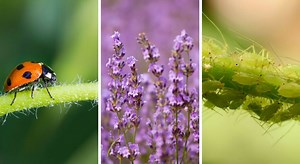 12 astuces pour lutter contre les pucerons naturellement