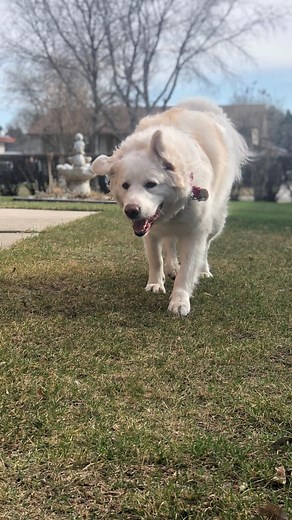 Chione, our gentle polar bear — have fun up there, snow angel ♡ 🐾 . 05.1.2013-04.12.2025 | Shiela Toledo