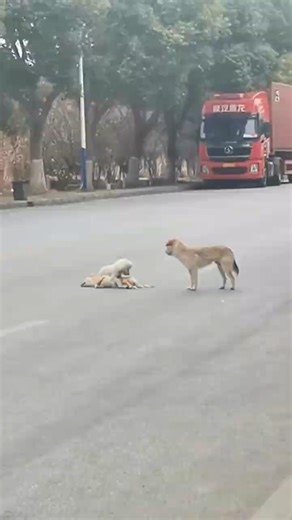 Heartbroken Dogs Keep Watch Over Fallen Friend #shorts