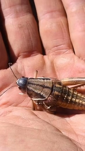 Roasted Plump Colorful Bugs For Dinner! #reels #primitiveskills #survivalskills #fire #eatinginsects #insects #food | Chad Zuber