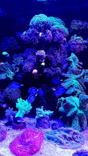 Saltwater Aquarium Life 🐠🌊 | Beautiful Marine Fish in Motion #aquarium #fish