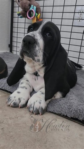 Just This 🩶 #bassethound #puppy #fyp