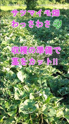 収穫までのダイジェスト版～会社の畑のはじめ方～サツマイモ収穫準備！まつうちでんきカンリブ8