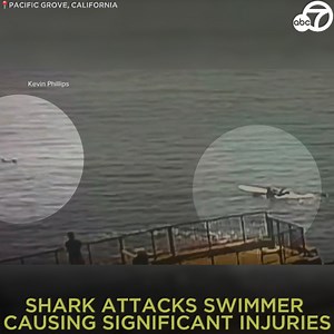SHARK ATTACK: A swimmer who was attacked by a shark near Monterey is expected to make a full recovery. Steve Bruemmer suffered major injuries to his stomach and leg after being bit Wednesday off the coast of Pacific Grove. He is now stable, awake and doing very well. https://abc7.la/3Oy98Zw | ABC7