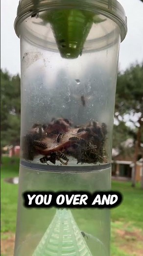 How Yellow Jackets Protect Their Underground Fortress #nature #insects #colony