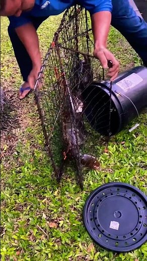 Two Samoan crabs pulled from the Ala Wai Canal. #shorts #crab #nature #hawaii