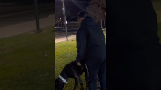 Escaping the California fires with a massive cane corso dog