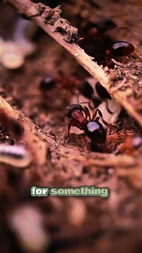 Silent Care | Built For Others #shorts #nature #science