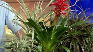 Mastering the Mojave: growing desert bromeliads