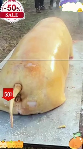 Practical Tungsten Steel Knife Sharpener Review