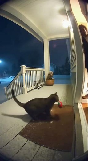 The cat is playing maracas