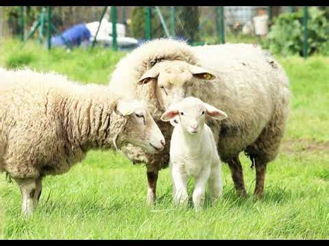 Free sheep sounds, free sound effects 1