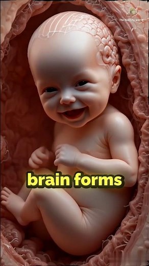 How Baby's Brain Develops in the Womb? #braindevelopment #babyshorts #pregnancy