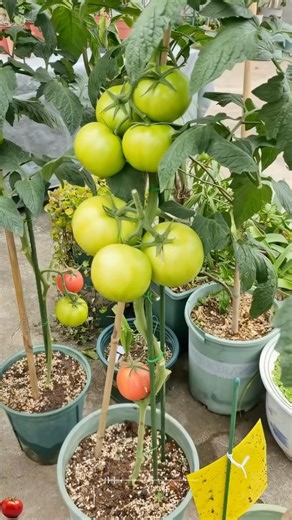 Teach you how to grow tomato seeds #planting #agriculture #gardening #horticulture