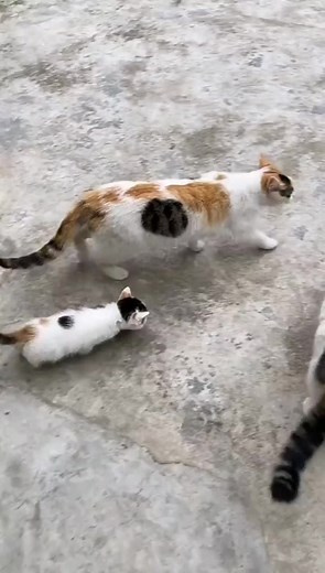 Little family 🫰🫰❤️❤️ #meow #cat #catlover