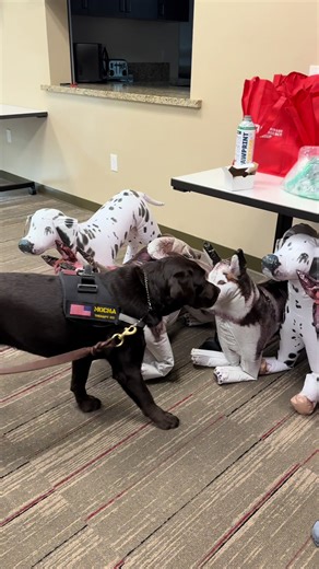 K9 Guardian on TikTok