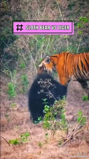 Sloth Bear vs Tiger fight #slothbear #tiger #wildtiger #tigerconservation