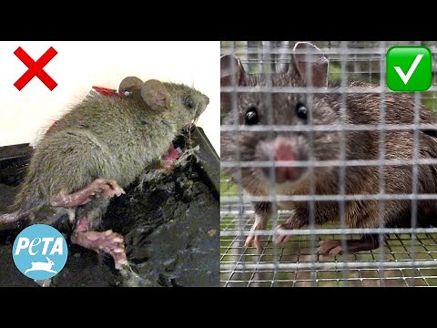 Humane Animal Trapping: How to Safely Relocate Unwanted Guests 🐭