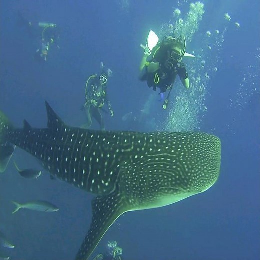 Whalesharks. Scubadive Liveaboard at Similan islands / Koh Bon / Koh Tachai / Richelieu Rock