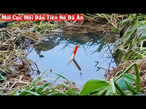 Câu Cá Trê Kiểu Này Đảm Bảo Có Cá Là Ăn Liền | Cách Câu Cá Trê Hiệu Quả