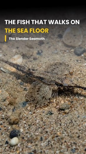 The Fish That Walks on the Sea Floor! 🚶‍♂️🐟 #Shorts #SlenderSeamoth #OceanLife