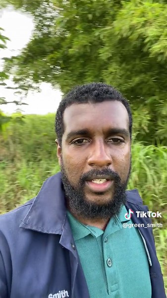 Tannia: A Root Crop Staple in Caribbean Cuisine