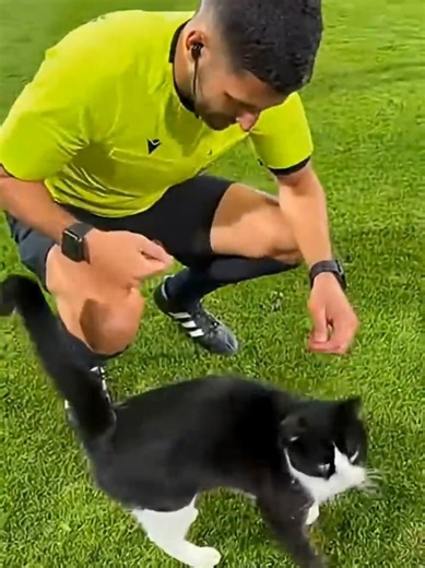 Amazing Football Moments with Cats Compilation