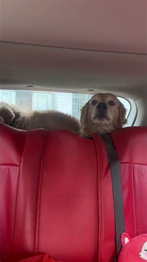 带77一家回家，大美一上车就打77，77终于发脾气了，一个一个都不敢出声了，大美看77今天终于发飙了，吓得躲起来了，77终于有点男子气概了#狗狗打架 #狗狗搞笑视频#狗狗坐车