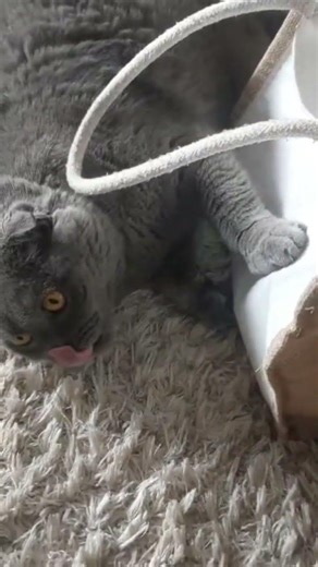 cat sniffing #interesting