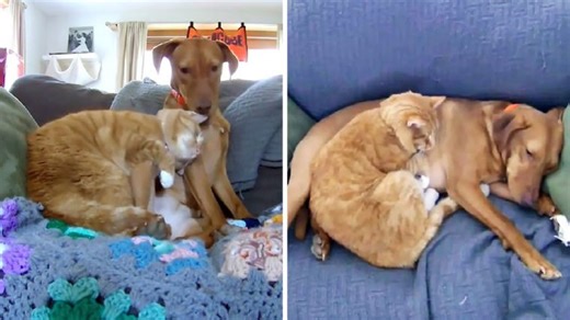 Cat Snuggles Anxious Dog And Comforts Her Every Day While Their Owners Are At Work