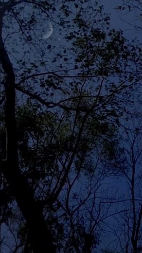 🌙 Peaceful Forest Night Sounds 🦗 Moonlit Crickets for Deep Sleep & Relaxing All Night